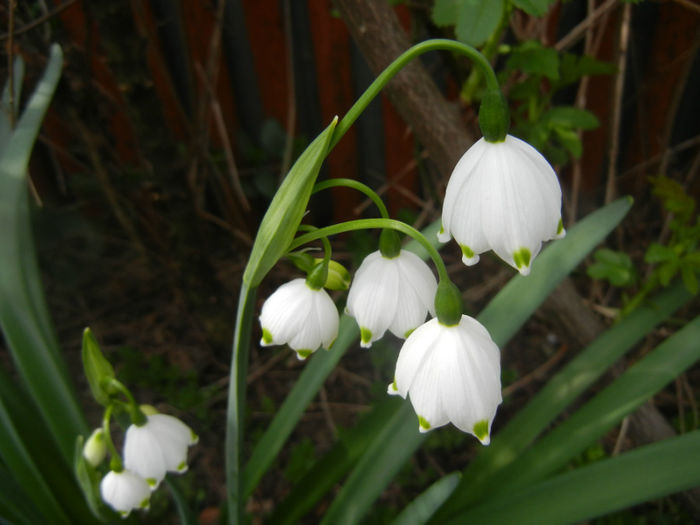 Leucojum aestivum (2014, April 03) - GHIOCEI_Leucojum aestivum