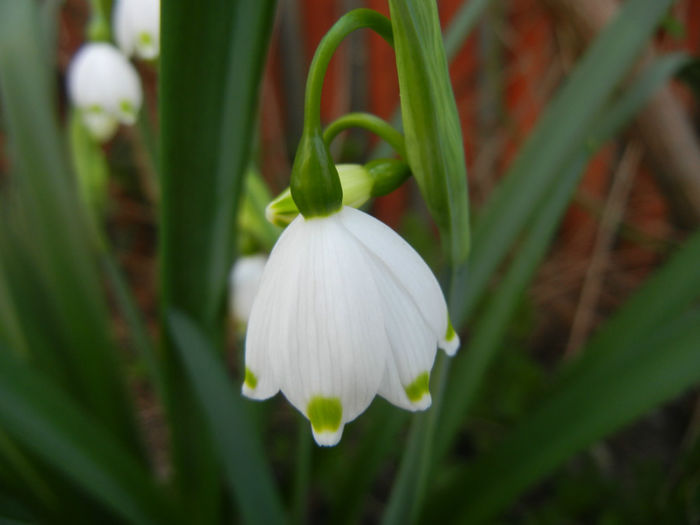 Leucojum aestivum (2014, April 03) - GHIOCEI_Leucojum aestivum