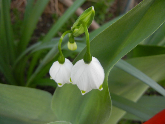 Leucojum aestivum (2014, April 04) - GHIOCEI_Leucojum aestivum