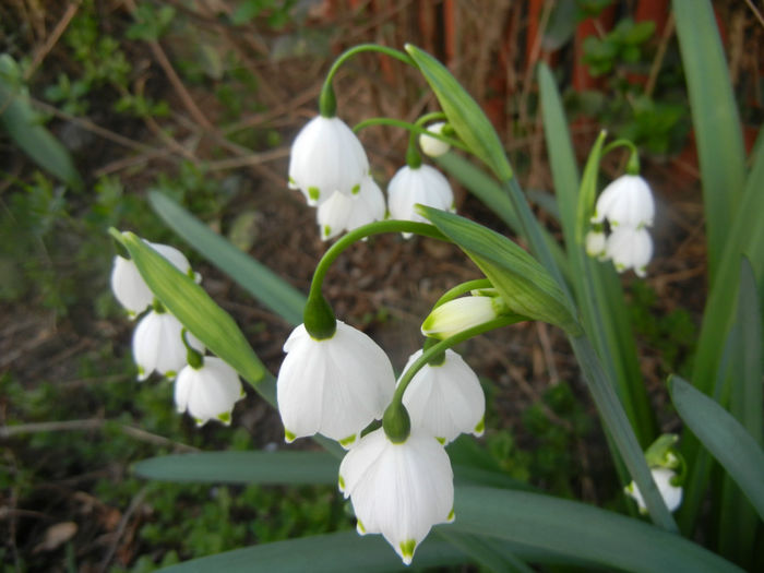 Leucojum aestivum (2014, April 04) - GHIOCEI_Leucojum aestivum