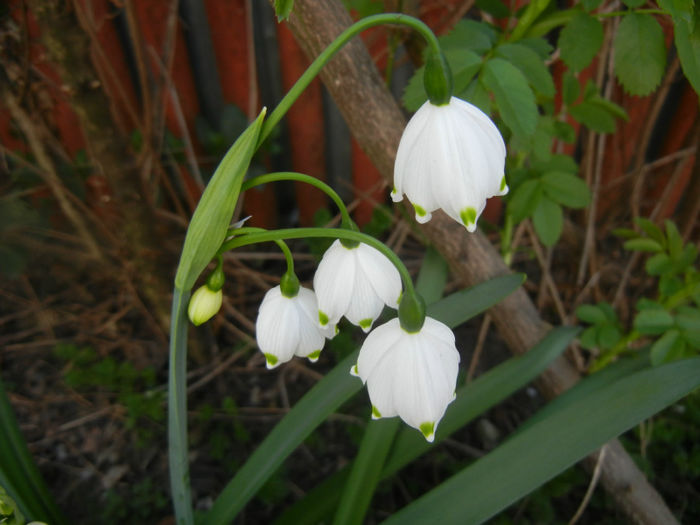 Leucojum aestivum (2014, April 04) - GHIOCEI_Leucojum aestivum