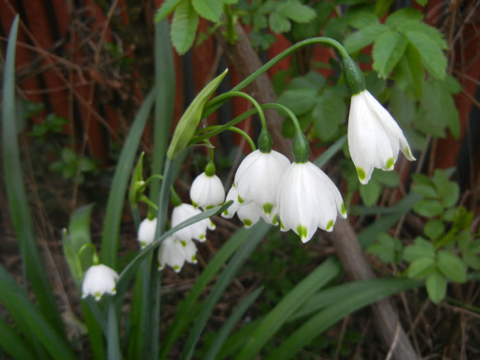 Leucojum aestivum (2014, April 07) - GHIOCEI_Leucojum aestivum