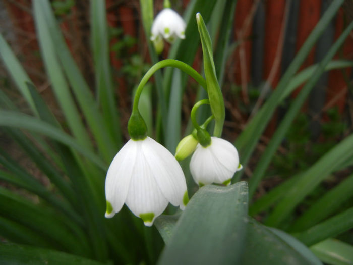 Leucojum aestivum (2014, April 07) - GHIOCEI_Leucojum aestivum