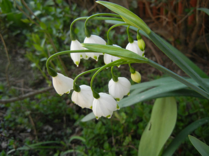 Leucojum aestivum (2014, April 08) - GHIOCEI_Leucojum aestivum