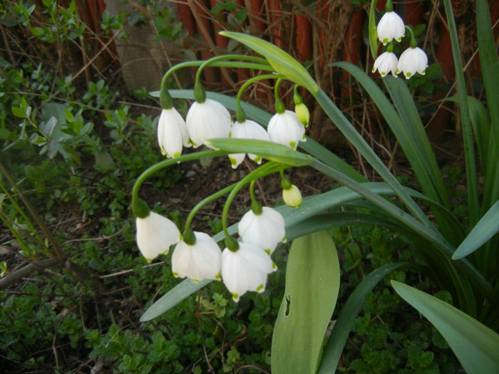 Leucojum aestivum (2014, April 08) - GHIOCEI_Leucojum aestivum
