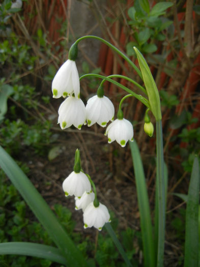 Leucojum aestivum (2014, April 08) - GHIOCEI_Leucojum aestivum