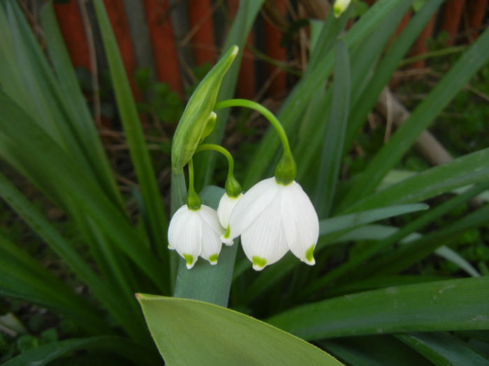 Leucojum aestivum (2014, April 08) - GHIOCEI_Leucojum aestivum