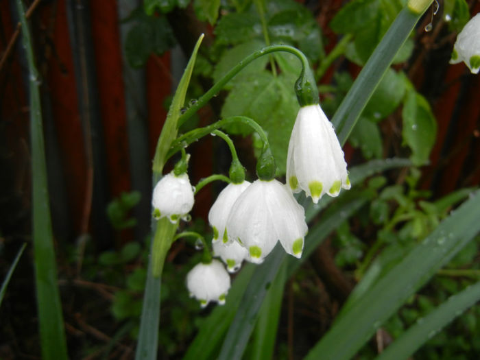 Leucojum aestivum (2014, April 10) - GHIOCEI_Leucojum aestivum