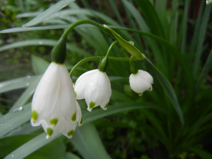 Leucojum aestivum (2014, April 11) - GHIOCEI_Leucojum aestivum