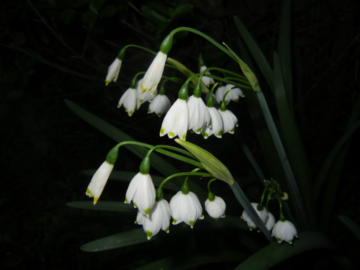 Leucojum aestivum (2014, April 11) - GHIOCEI_Leucojum aestivum
