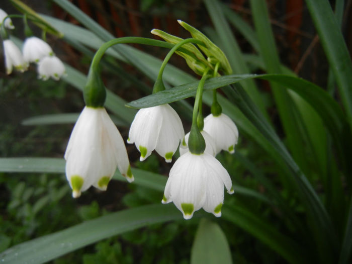 Leucojum aestivum (2014, April 15) - GHIOCEI_Leucojum aestivum