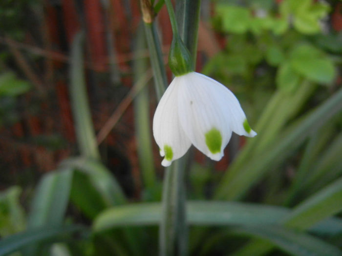 Leucojum aestivum (2014, April 26) - GHIOCEI_Leucojum aestivum