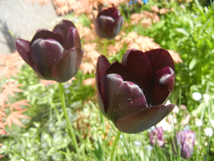Tulipa Queen of Night (2014, April 26)