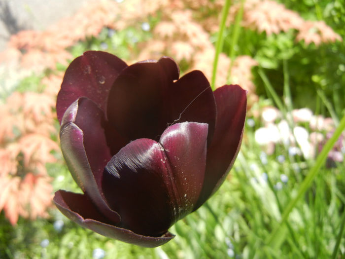 Tulipa Queen of Night (2014, April 26)