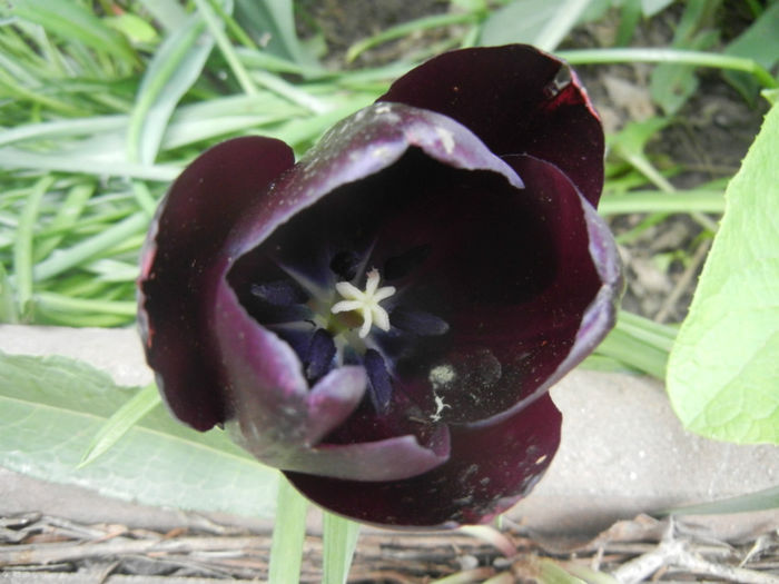 Tulipa Queen of Night (2014, April 27)