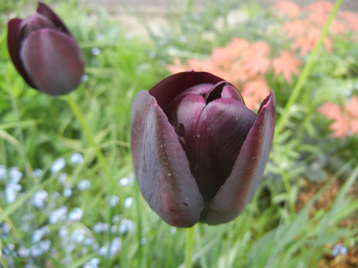 Tulipa Queen of Night (2014, April 28) Tulipa Queen of Night (2014, April 28)
