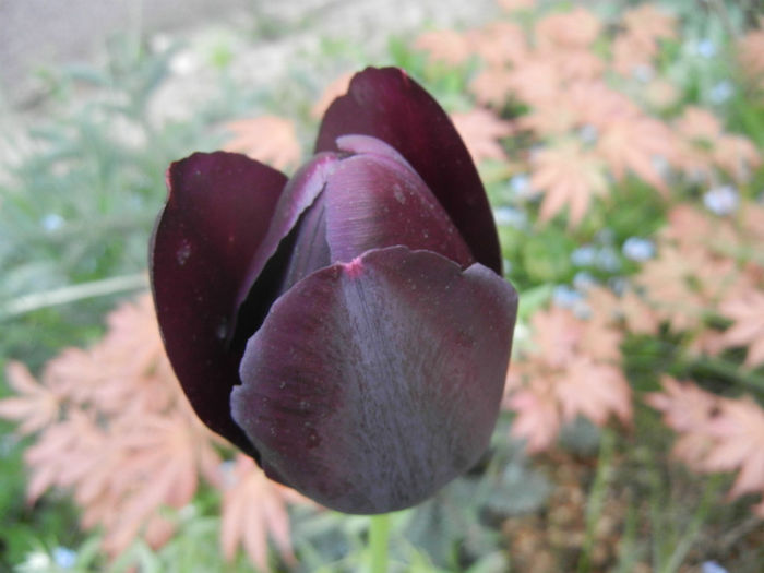Tulipa Queen of Night (2014, April 28) Tulipa Queen of Night (2014, April 28)