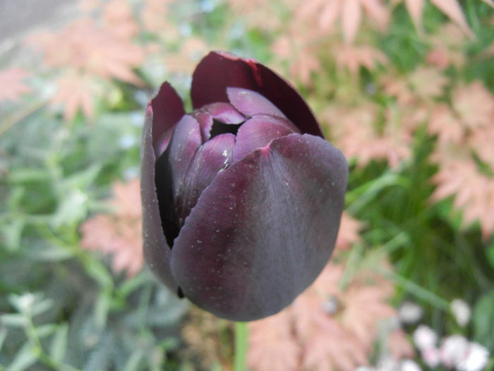 Tulipa Queen of Night (2014, April 28) Tulipa Queen of Night (2014, April 28)
