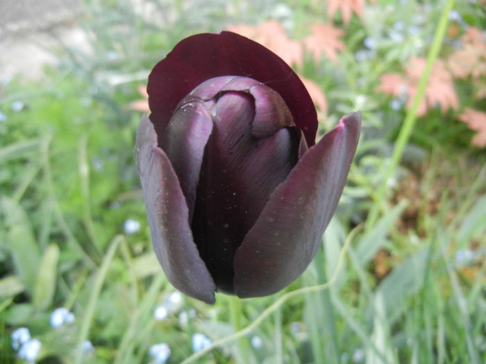 Tulipa Queen of Night (2014, April 28) - Tulipa Queen of Night