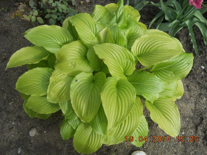 hosta - flori din gradina