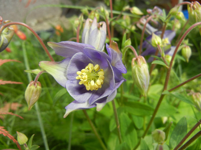 Aquilegia Blue (2014, April 27) - Aquilegia Blue