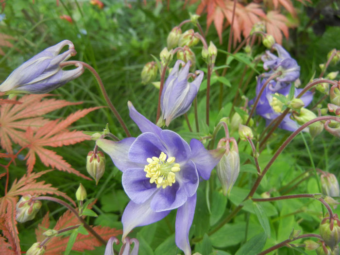 Aquilegia Blue (2014, April 28) - Aquilegia Blue