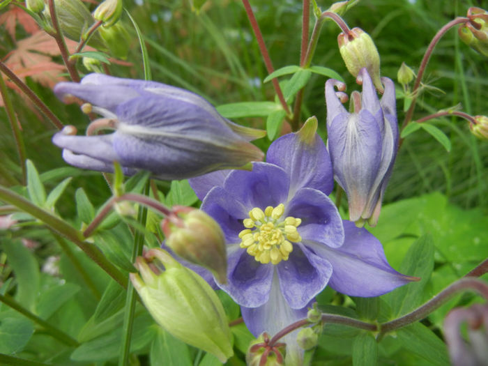 Aquilegia Blue (2014, April 28)