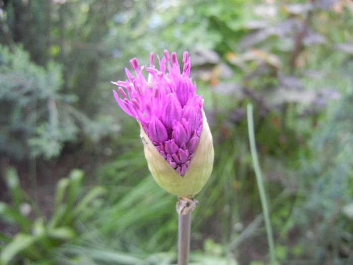 Allium Purple Sensation (2014, April 28) - Allium aflatunense Purple