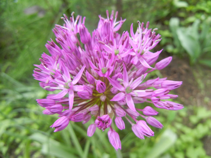 Allium Purple Sensation (2014, April 28) - Allium aflatunense Purple