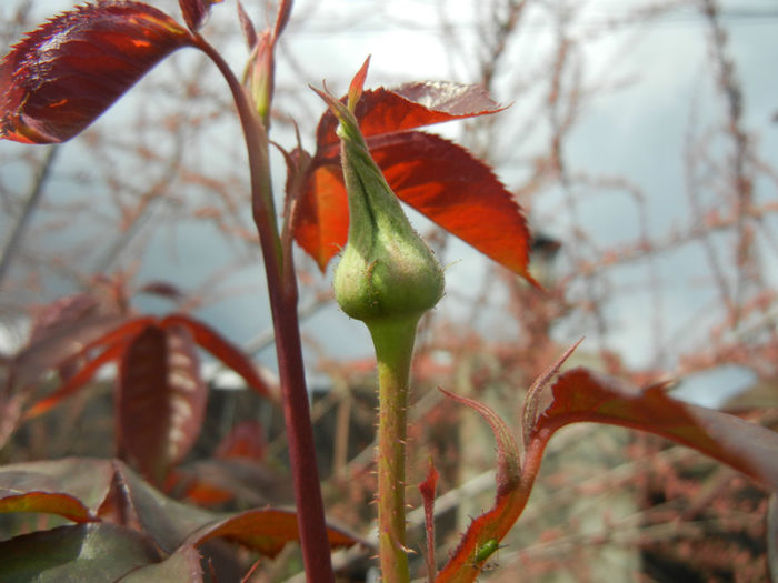 Rose Artistry (2014, April 13)