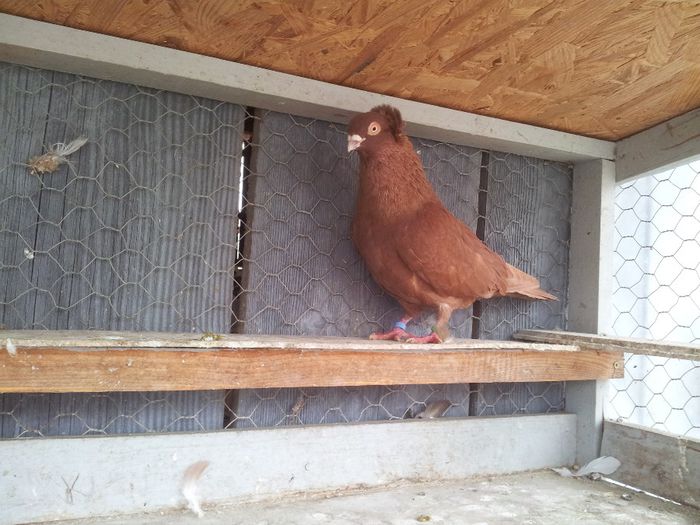 Jucator motat de Ardeal