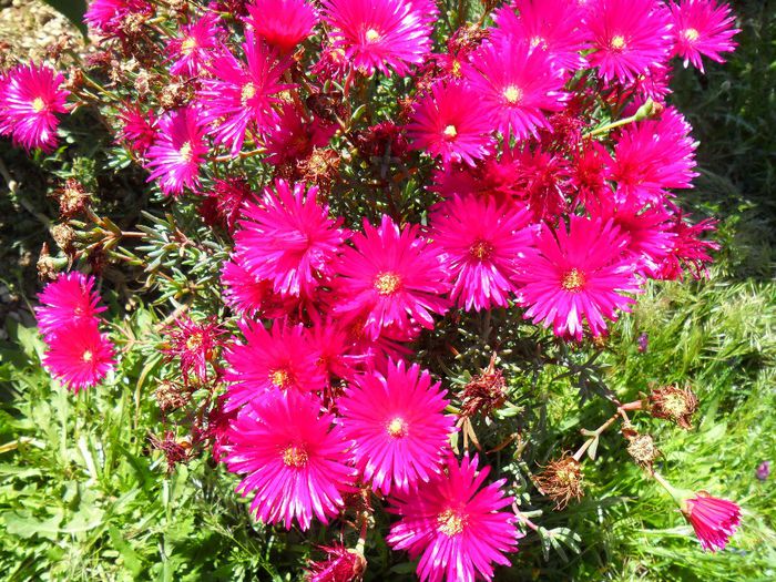 Mesembryanthemum