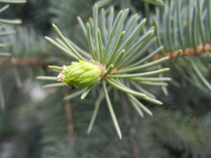Picea abies (2014, April 20)