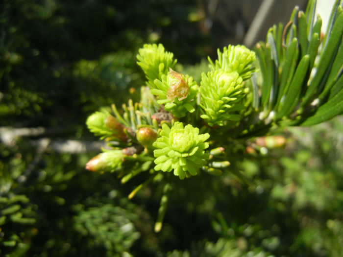 Abies nordmanniana (2014, April 26) - Abies nordmanniana