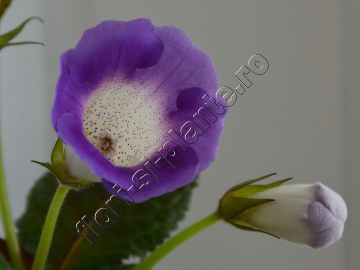 Sinningia Luc is Secret Name