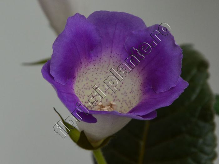 Sinningia Luci s Secret Name