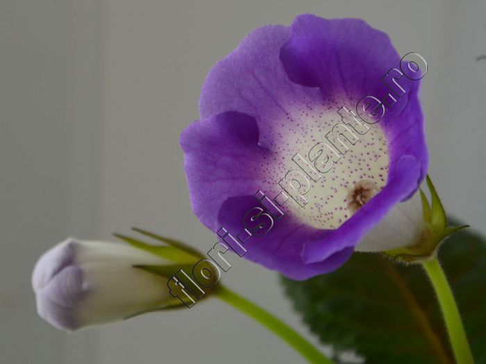 Sinningia Luci s Secret Name