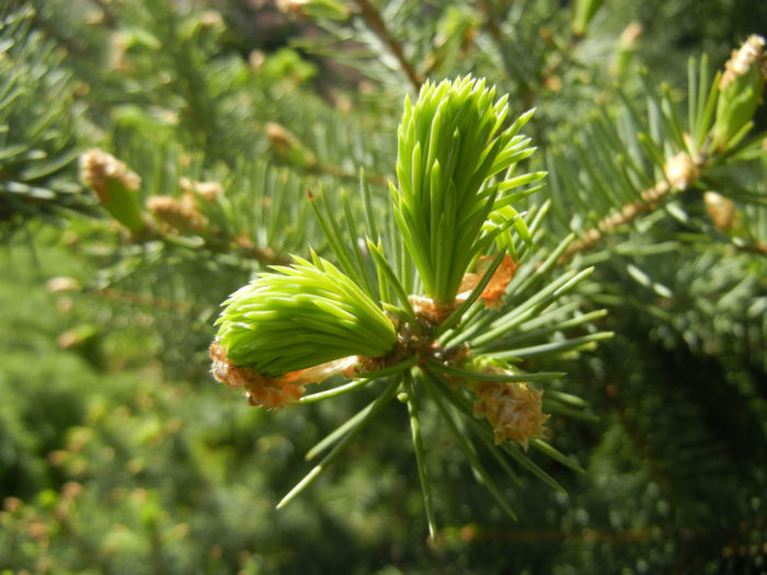 Picea abies (2014, April 26)