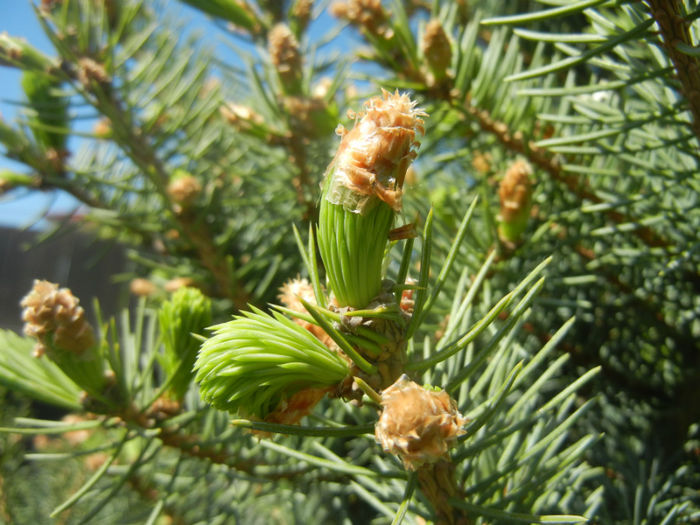 Picea abies (2014, April 26)