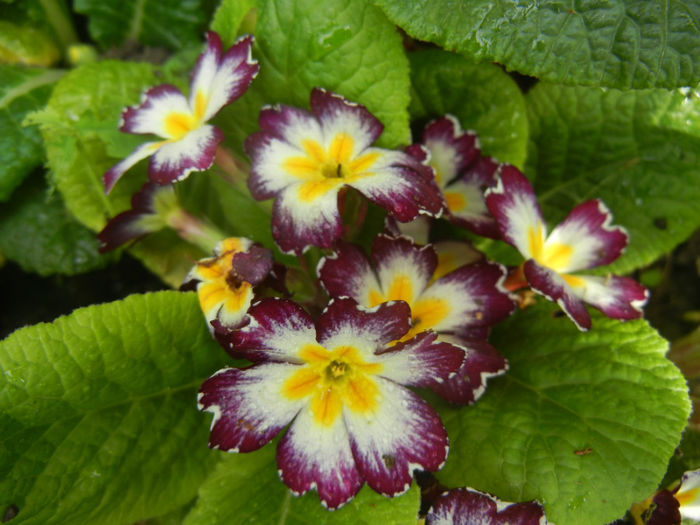 Primula (2014, April 27)