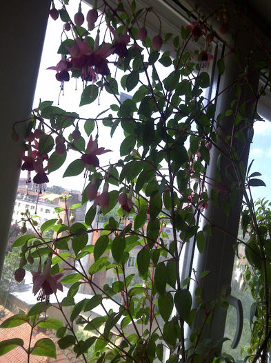 IMG-20140428-00976 - Fuchsia 2014