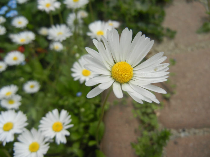 Bellis perennis (2014, April 27) - BELLIS Perennis