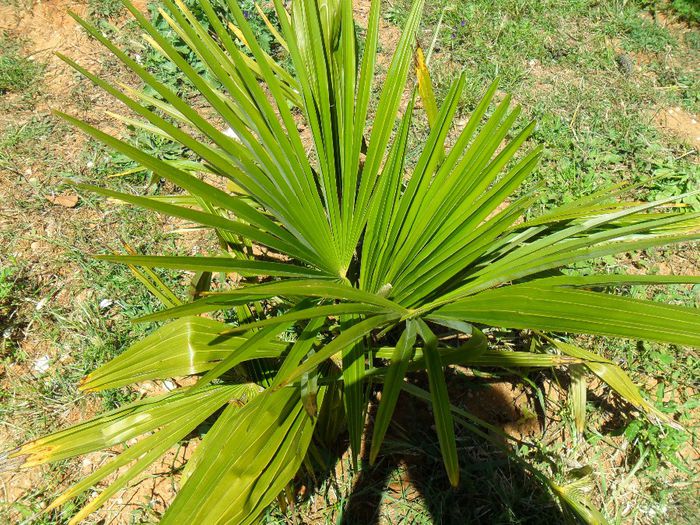 trachycarpus fortunei mici - Cateva plante din colectia personala din gradina si altele la vanzare