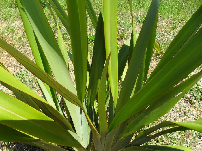 phormium verde - Cateva plante din colectia personala din gradina si altele la vanzare