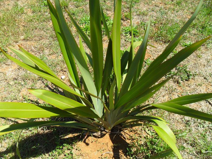 eleganta phormiumului verde - Cateva plante din colectia personala din gradina si altele la vanzare