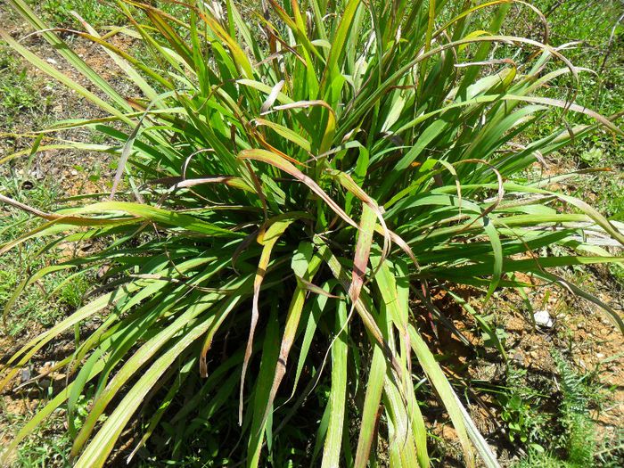 lemon grass - Cateva plante din colectia personala din gradina si altele la vanzare