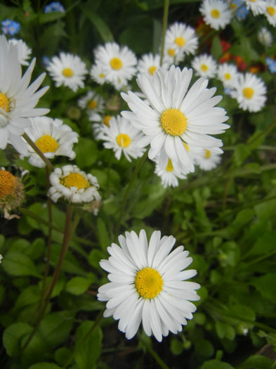Bellis perennis (2014, April 27) - BELLIS Perennis