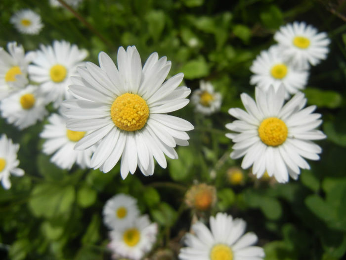 Bellis perennis (2014, April 27) - BELLIS Perennis