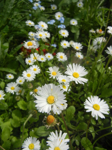 Bellis perennis (2014, April 27) - BELLIS Perennis
