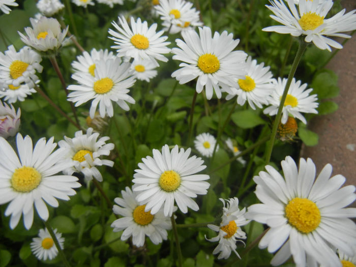 Bellis perennis (2014, April 27) - BELLIS Perennis